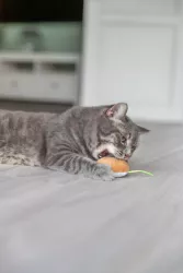Zmrzlina / dortíček, hračka s catnipem, 7 cm, plyš, různé druhy TRIXIE
