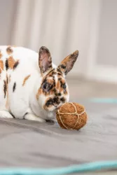 Míček - přírodní hračka pro hlodavce ø 6 cm, kokosová vlákna/mořská tráva TRIXIE