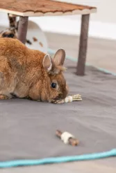 Závěsný míček ke hlodání, mořsská tráva -100%přírodní, 10cm TRIXIE