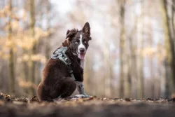 Non-stop dogwear Postroj Ramble M - fialová