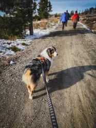 Vodítko Touring bungee leash 2,8m/23mm - šedá Loype