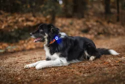 Světlo na obojek LumiDog Loype