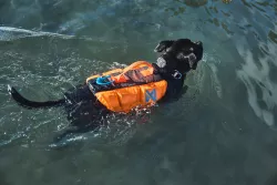 Plovací vesta Protector life jacket | 5, oranžová Non-Stop