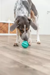 DentaFun míč s mátou 7 cm TRIXIE
