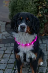 USB svítící obojek PLOCHÝ, růžový TRIXIE