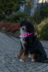 USB svítící obojek PLOCHÝ, růžový TRIXIE