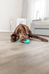 Denta Fun kost, příchuť máty, přírodní guma TRIXIE