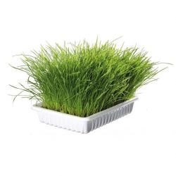BIOGRAS - tráva pro kočku TRIXIE