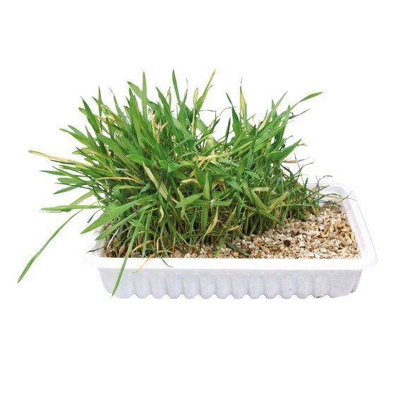 Tráva pro kočku v misce 100g TRIXIE