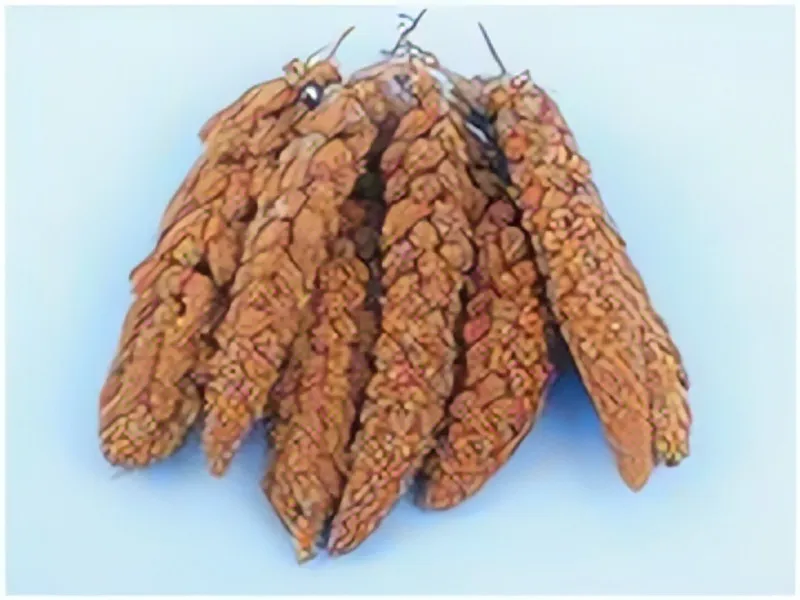 AVICENTRA Senegalské proso v klasu 100g