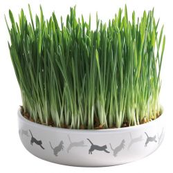 Keramická miska na trávu pro kočky 15x4cm, 50g travní semeno